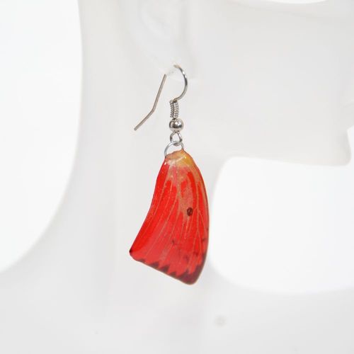 Earrings papilio bromius, red